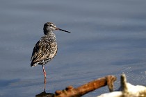 Le Teich 17-04-06 0305   Photos ACG 2017