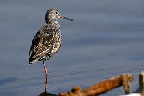 Le Teich 17-04-06 0306   Photos ACG 2017