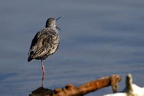 Le Teich 17-04-06 0319   Photos ACG 2017