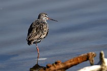 Le Teich 17-04-06 0325   Photos ACG 2017