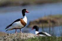 Le Teich 17-04-06 0329   Photos ACG 2017