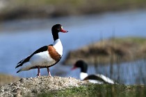 Le Teich 17-04-06 0330   Photos ACG 2017