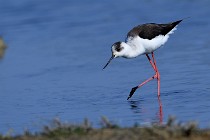 Le Teich 17-04-06 0335   Photos ACG 2017