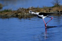 Le Teich 17-04-06 0375   Photos ACG 2017