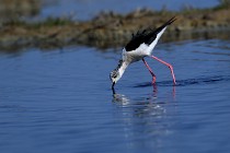 Le Teich 17-04-06 0376   Photos ACG 2017