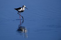 Le Teich 17-04-06 0378   Photos ACG 2017