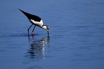 Le Teich 17-04-06 0379   Photos ACG 2017