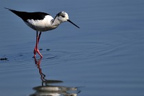 Le Teich 17-04-06 0385   Photos ACG 2017