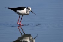 Le Teich 17-04-06 0389   Photos ACG 2017