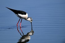 Le Teich 17-04-06 0390   Photos ACG 2017