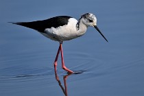 Le Teich 17-04-06 0392   Photos ACG 2017