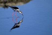 Le Teich 17-04-06 0416   Photos ACG 2017