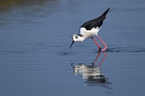 Le Teich 17-04-06 0420   Photos ACG 2017