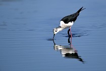 Le Teich 17-04-06 0422   Photos ACG 2017