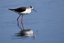 Le Teich 17-04-06 0428   Photos ACG 2017