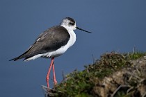 Le Teich 17-04-06 0444   Photos ACG 2017