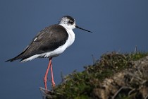 Le Teich 17-04-06 0446   Photos ACG 2017