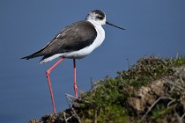 Le Teich 17-04-06 0455   Photos ACG 2017