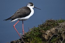 Le Teich 17-04-06 0456   Photos ACG 2017