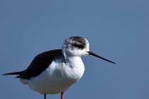 Le Teich 17-04-06 0471   Photos ACG 2017