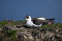 Le Teich 17-04-06 0488   Photos ACG 2017