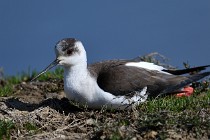 Le Teich 17-04-06 0494   Photos ACG 2017