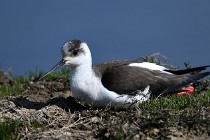 Le Teich 17-04-06 0496   Photos ACG 2017