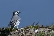 Le Teich 17-04-06 0520   Photos ACG 2017