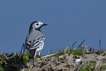 Le Teich 17-04-06 0521   Photos ACG 2017