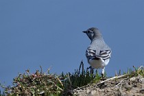 Le Teich 17-04-06 0522   Photos ACG 2017