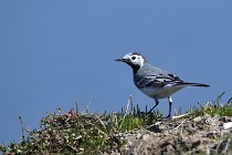 Le Teich 17-04-06 0523   Photos ACG 2017