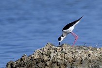 Le Teich 17-04-06 0525   Photos ACG 2017