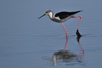 Le Teich 17-04-06 0530   Photos ACG 2017