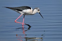 Le Teich 17-04-06 0539   Photos ACG 2017