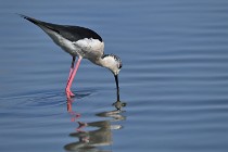 Le Teich 17-04-06 0540   Photos ACG 2017