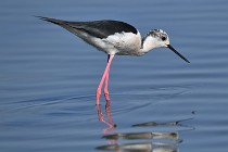 Le Teich 17-04-06 0541   Photos ACG 2017