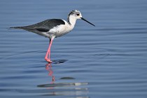 Le Teich 17-04-06 0543   Photos ACG 2017