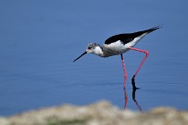 Le Teich 17-04-06 0570   Photos ACG 2017