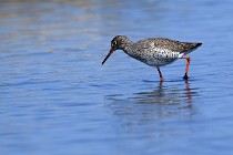 Le Teich 17-04-06 0579   Photos ACG 2017