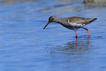 Le Teich 17-04-06 0581   Photos ACG 2017