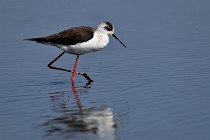 Le Teich 17-04-06 0587   Photos ACG 2017