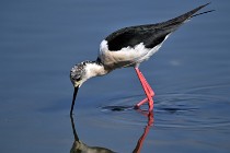 Le Teich 17-04-06 0591   Photos ACG 2017