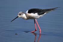 Le Teich 17-04-06 0592   Photos ACG 2017