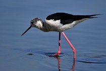 Le Teich 17-04-06 0594   Photos ACG 2017