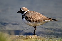 Le Teich 17-04-06 0597   Photos ACG 2017