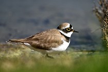 Le Teich 17-04-06 0600   Photos ACG 2017