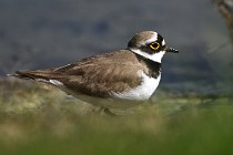 Le Teich 17-04-06 0603   Photos ACG 2017