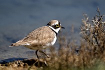 Le Teich 17-04-06 0604   Photos ACG 2017