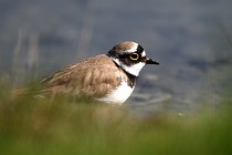 Le Teich 17-04-06 0611   Photos ACG 2017