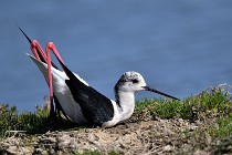 Le Teich 17-04-06 0618   Photos ACG 2017